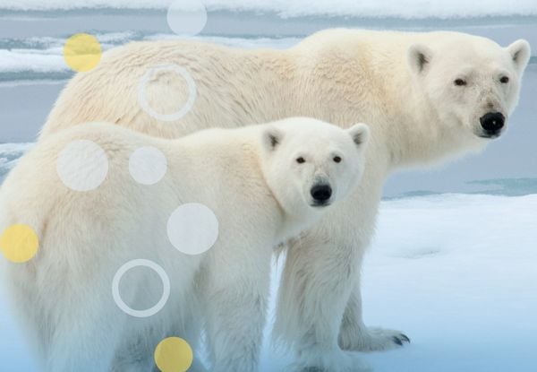 A photo of two polar bears looking at the camera. There is a transparent blue overlay and yellow rings.