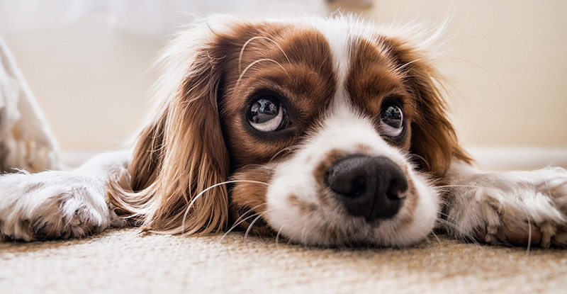 A photo taken from the ground level of a dog resting on a carpet.