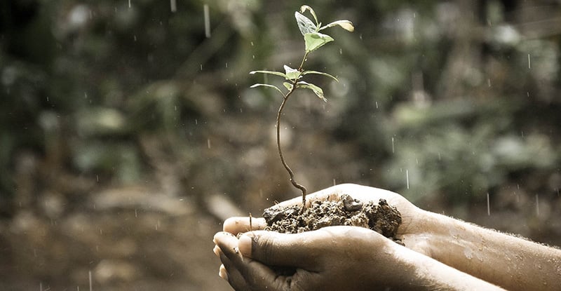 A photo of a person holding a small sapling on a rainy day.