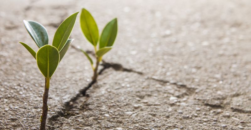 A photo of two small plants emerging from a crack in the road, symbolizing resilience and growth.