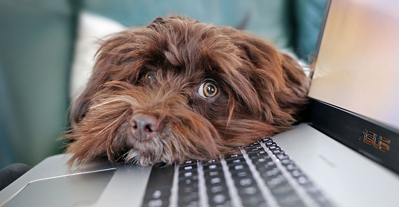 A photo of a fluffy dog resting its head on a laptop's keyboard looking at the camera.