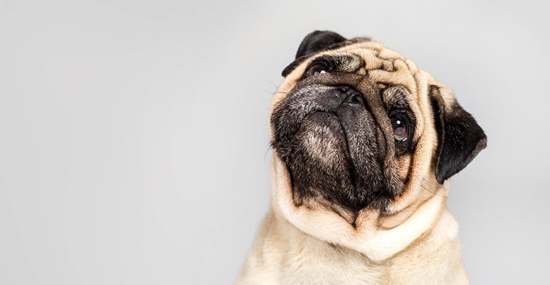 A photo of a pug looking up thoughtfully against a plain background.